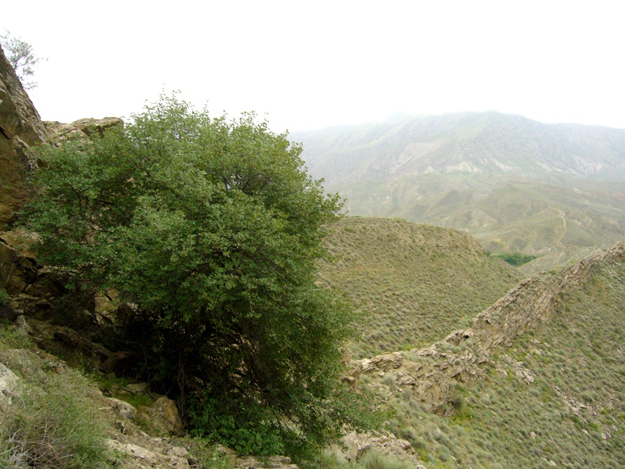 Image of Acer turcomanicum specimen.