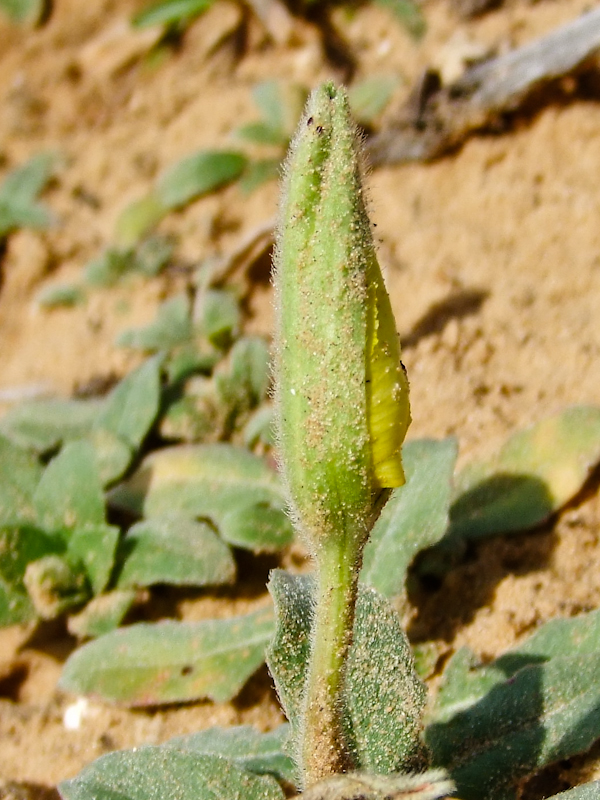 Изображение особи Oenothera drummondii.