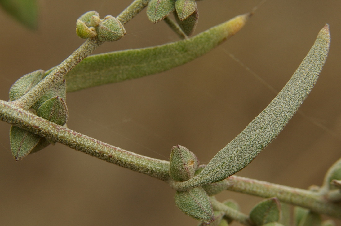 Изображение особи Atriplex oblongifolia.