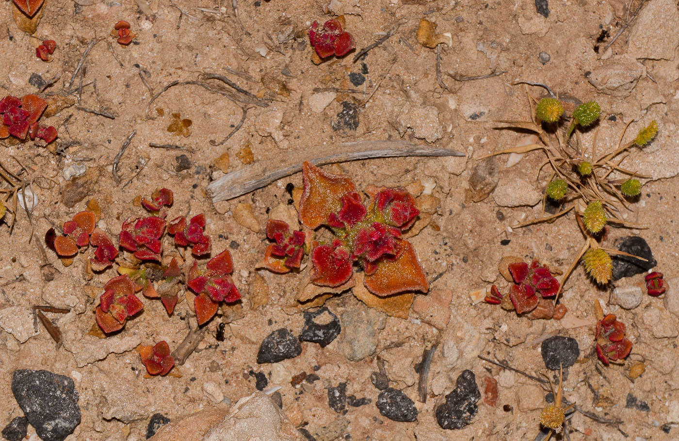 Image of Mesembryanthemum crystallinum specimen.