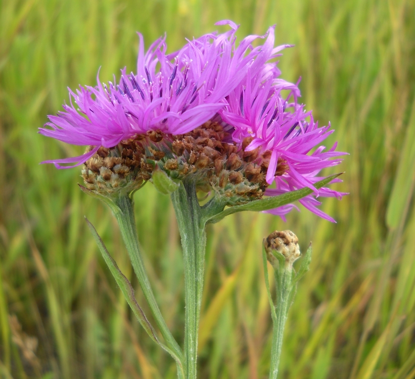 Изображение особи Centaurea jacea.