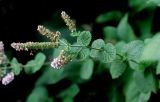 Mentha suaveolens. Верхушка побега с соцветиями. Московская обл., на огороде у соседки. 29.09.2011.