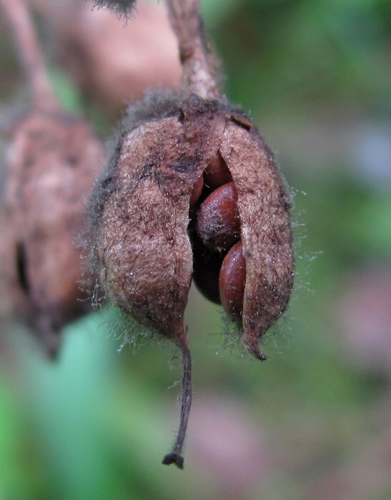 Image of Menyanthes trifoliata specimen.