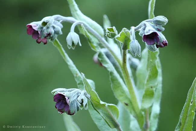 Изображение особи Cynoglossum officinale.