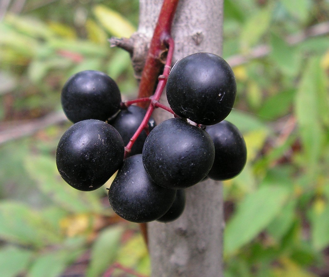 Image of Menispermum dauricum specimen.