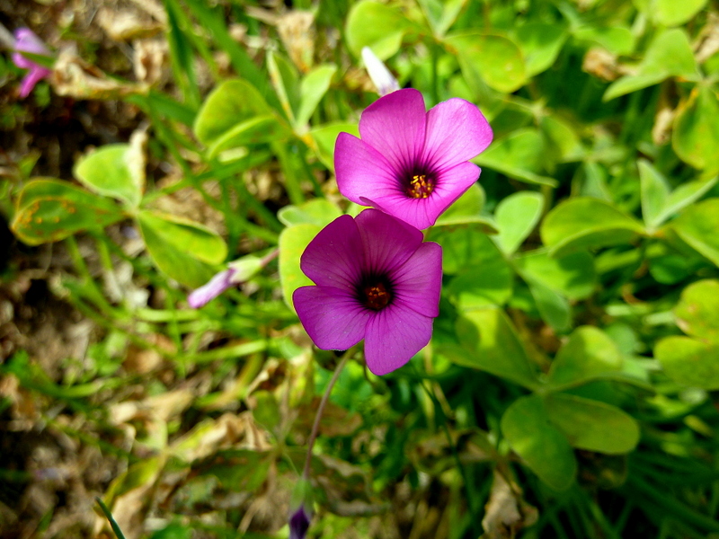 Изображение особи Oxalis articulata.