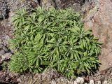 genus Artemisia. Молодые побеги. Хабаровский край, Ванинский р-н, каменистая осыпь в долине р. Багдрус. 03.09.2006.