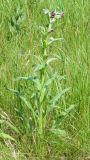 Cynoglossum officinale. Цветущее растение. Украина, Донецкая обл., Артёмовский р-н, окр. с. Дроновка. 11.05.2012.