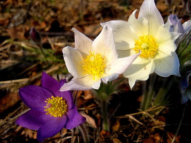 Image of genus Pulsatilla specimen.