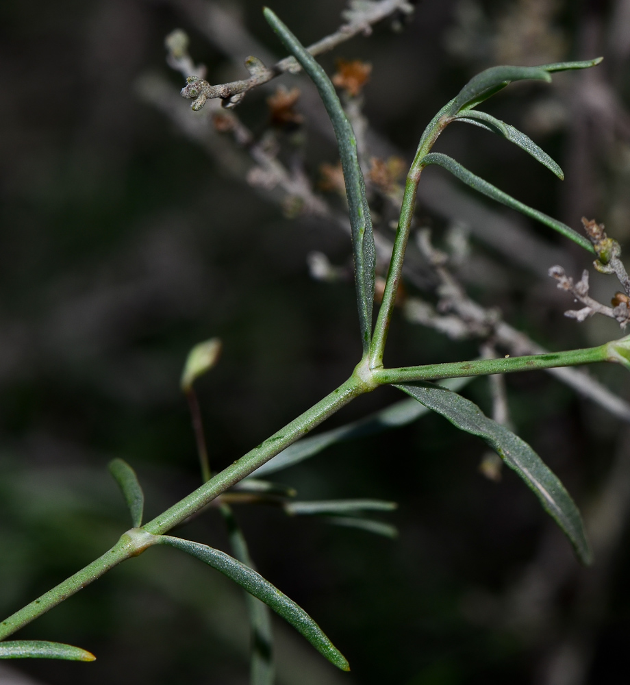 Изображение особи Gypsophila capillaris.