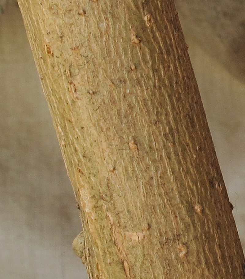 Изображение особи Brugmansia arborea.
