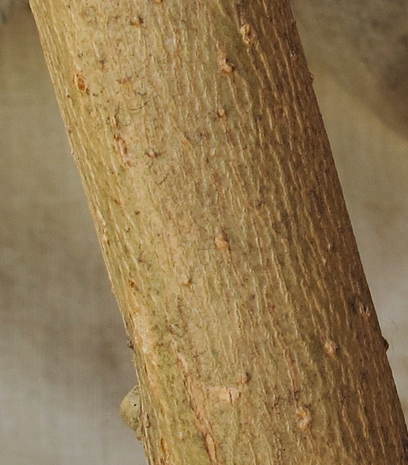 Image of Brugmansia arborea specimen.