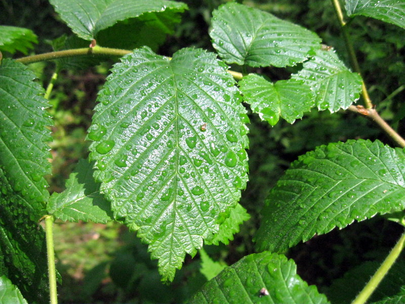 Изображение особи Ulmus glabra.