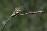 Carex panicea. Верхушка побега с соплодием (слева) и мужским колоском. Ленинградская обл., побережье в р-не пос. Большая Ижора, граница травяного сосняка на дюне и тростникового болота. 23.06.2012.