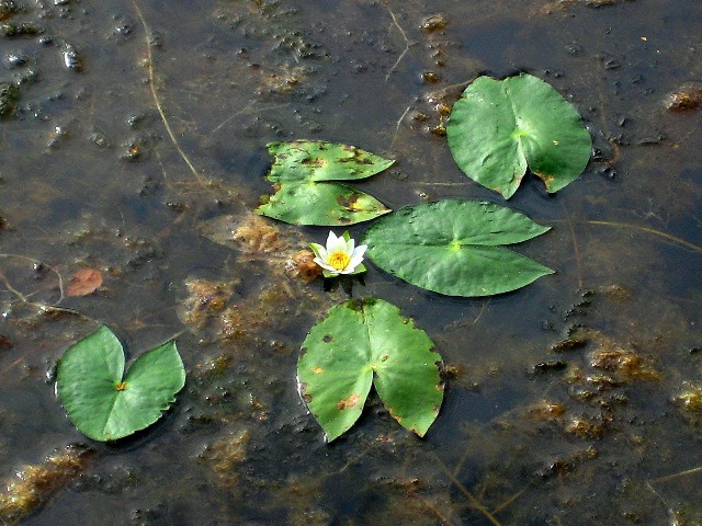 Image of Nymphaea tetragona specimen.