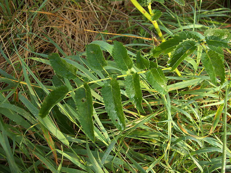 Изображение особи Sanguisorba officinalis.