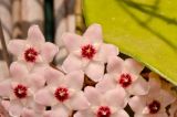 Hoya carnosa