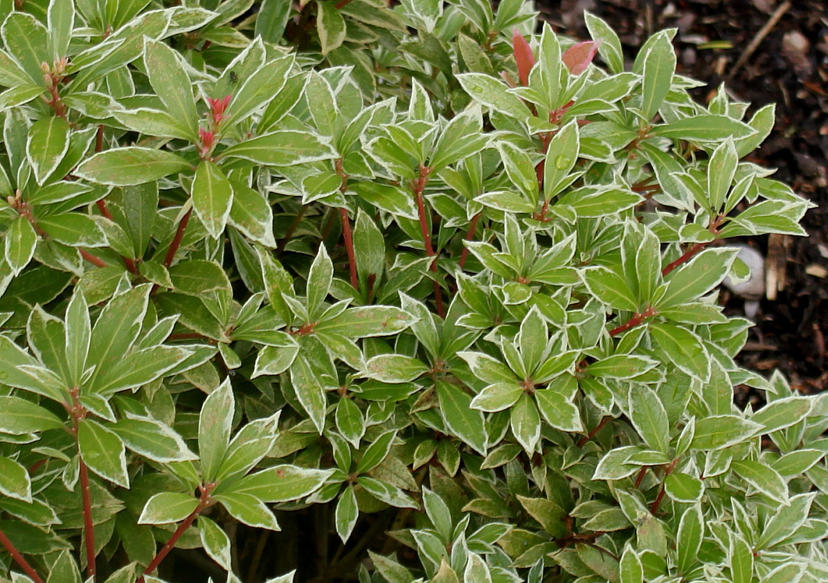 Image of Pieris japonica specimen.