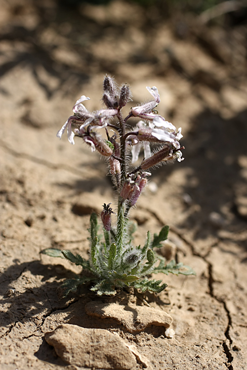 Image of Parrya vvedenskyi specimen.