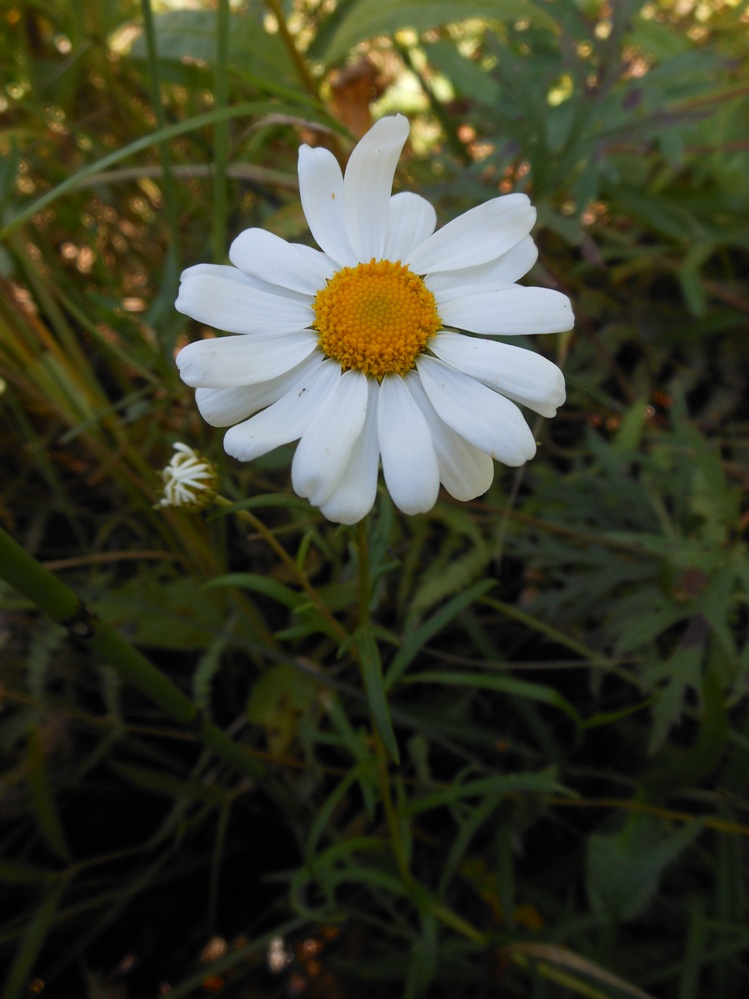 Изображение особи Leucanthemella linearis.