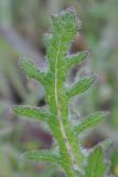 Centaurea benedicta