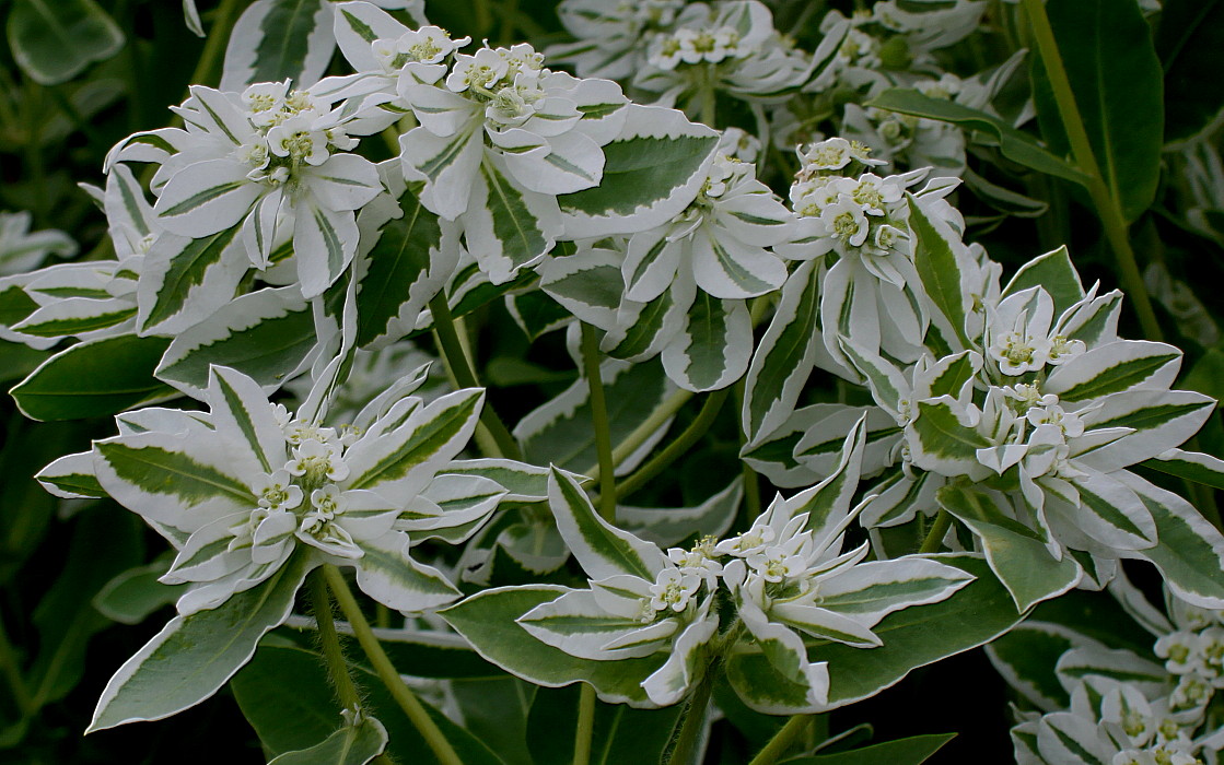 Изображение особи Euphorbia marginata.