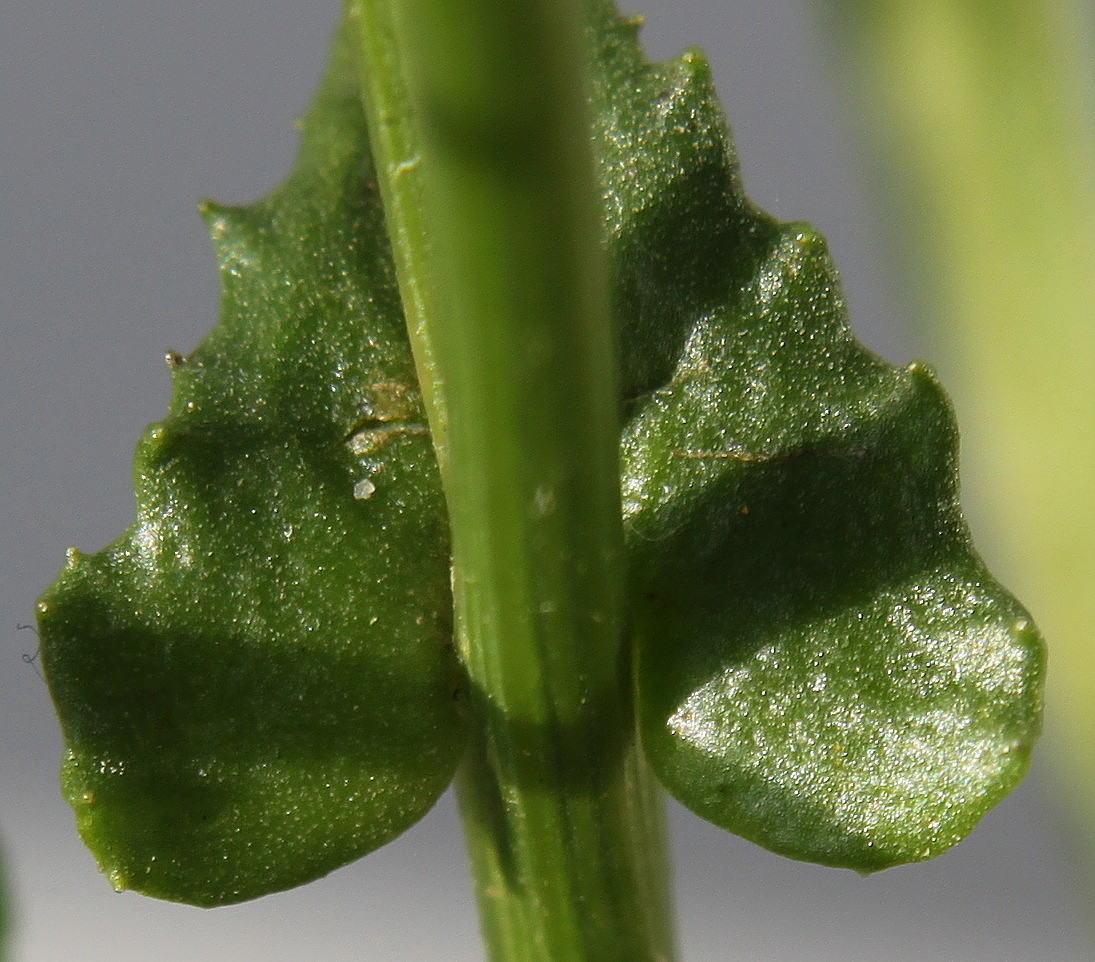 Image of Senecio inaequidens specimen.