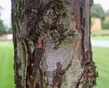 Thuja plicata. Часть ствола молодого дерева ('Excelsa'). Нидерланды, г. Venlo, \"Floriada 2012\". 11.09.2012.
