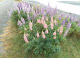 Lupinus × regalis