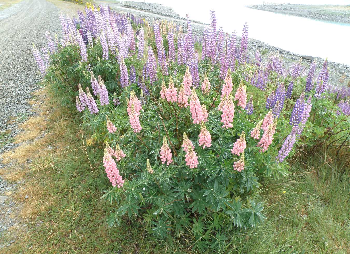 Изображение особи Lupinus × regalis.