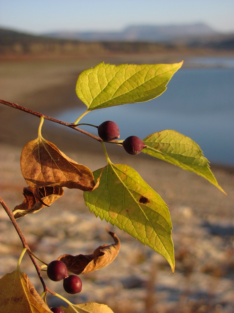 Image of Celtis occidentalis specimen.