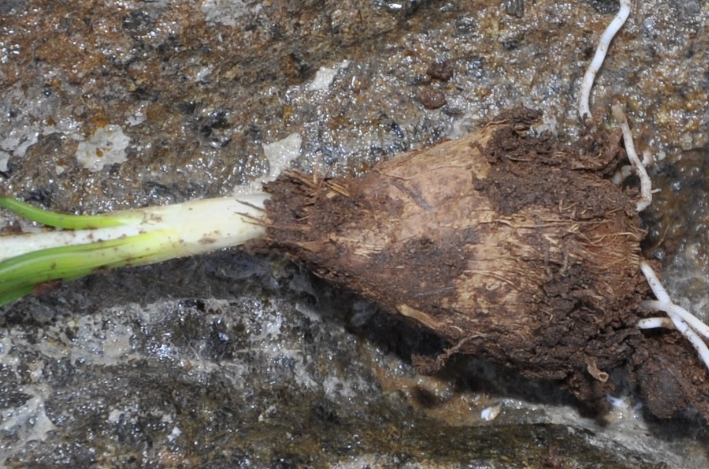 Image of Crocus boryi specimen.