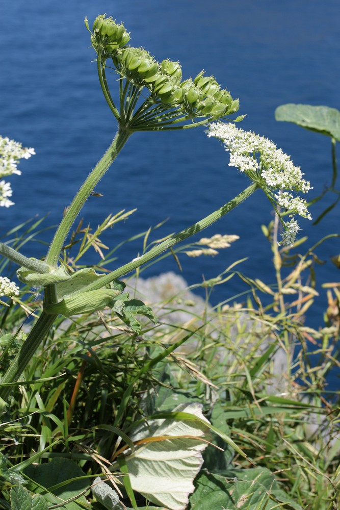 Image of Heracleum sphondylium ssp. pyrenaicum specimen.