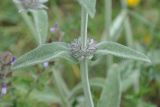 genus Stachys