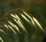 Bromus squarrosus