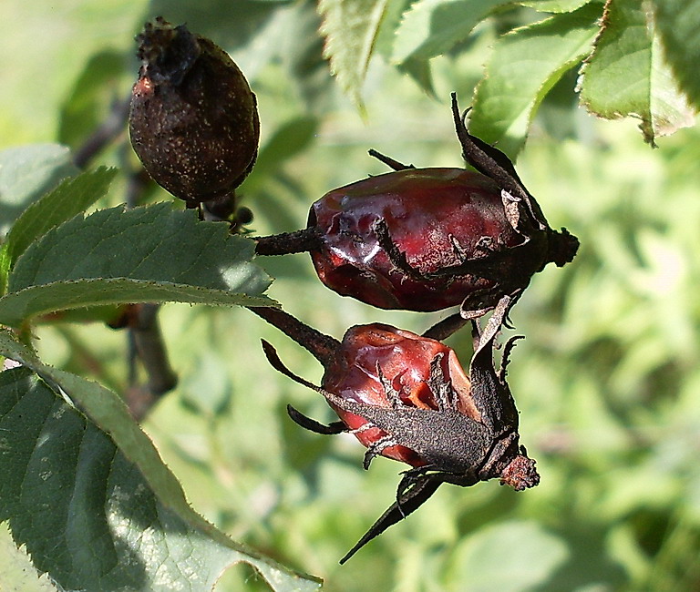 Изображение особи Rosa balsamica.