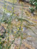 Verbascum agrimoniifolium