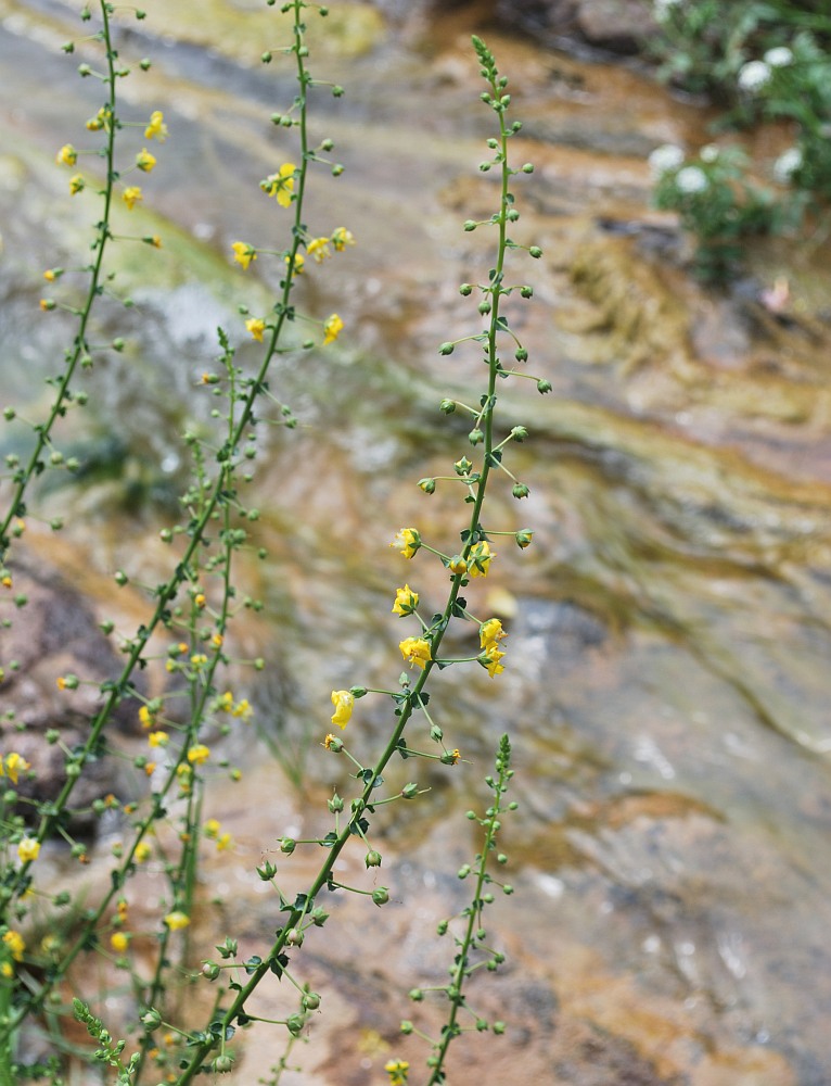 Image of Verbascum agrimoniifolium specimen.