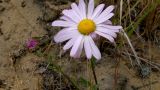 Chrysanthemum zawadskii