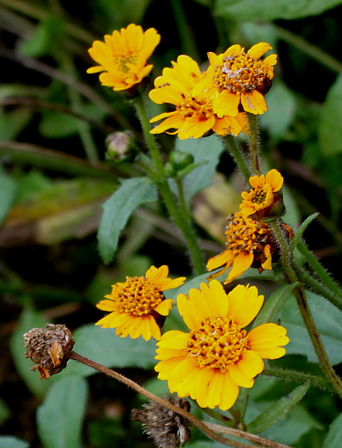 Изображение особи Tridax trilobata.