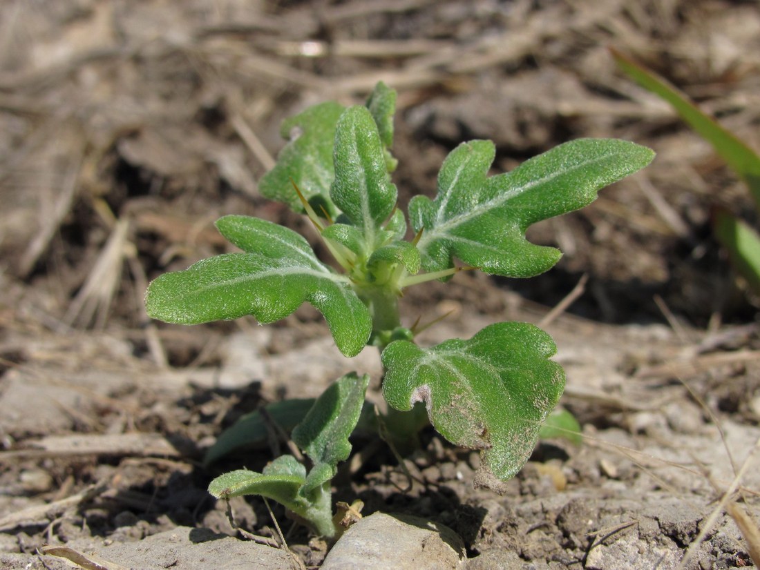 Image of Xanthium spinosum specimen.