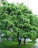 genus Celtis. Взрослое дерево. Крым, Ялта. 15.05.2009.