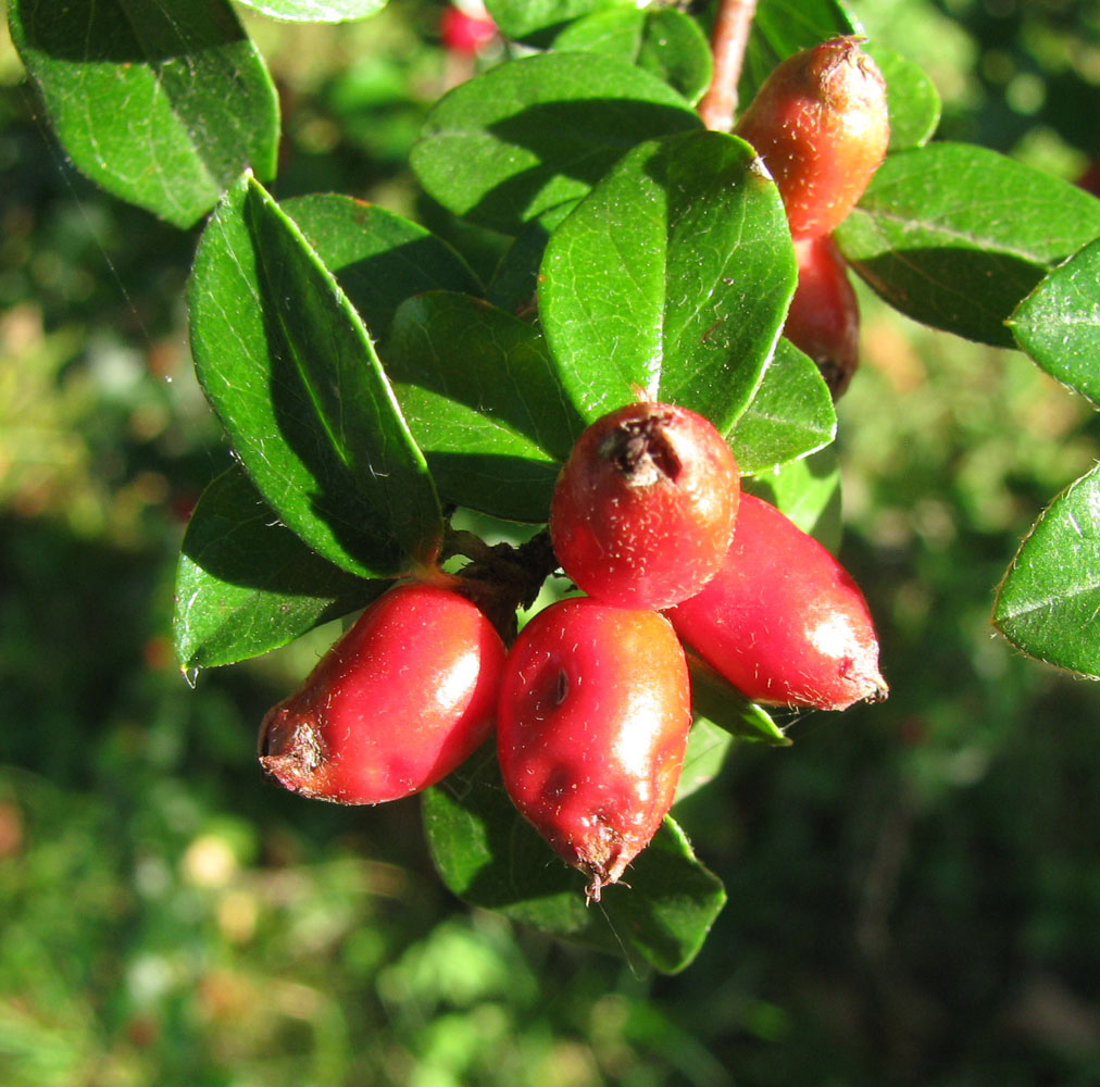 Image of Cotoneaster divaricatus specimen.