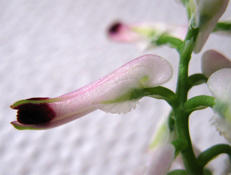 Image of Fumaria capreolata specimen.