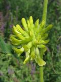 Astragalus ponticus