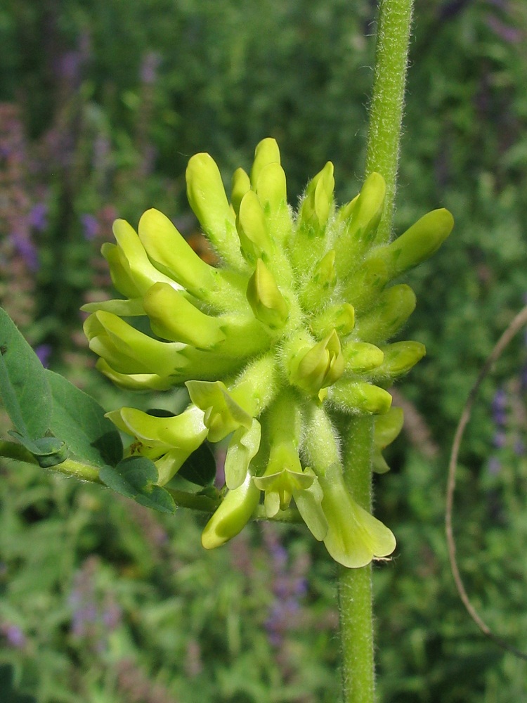 Изображение особи Astragalus ponticus.