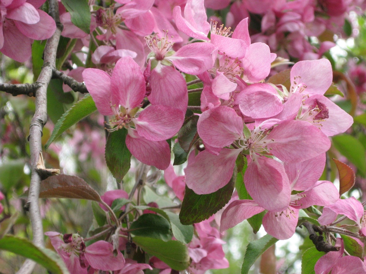 Image of Malus niedzwetzkyana specimen.