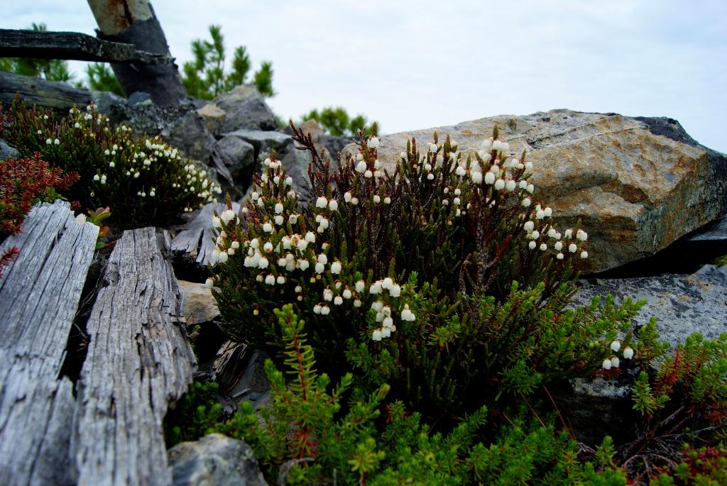 Изображение особи Cassiope redowskii.