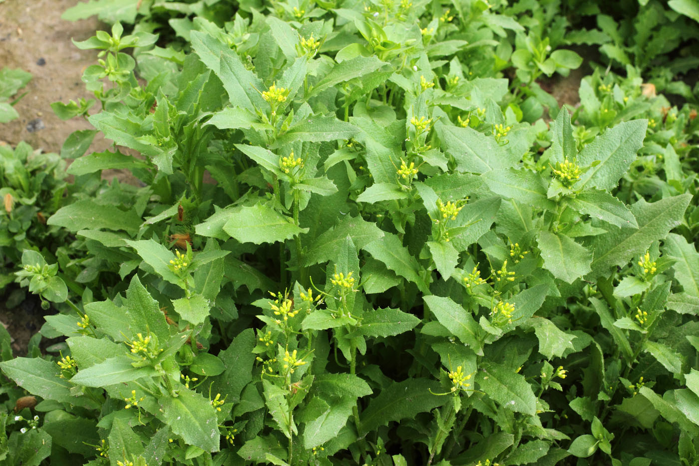 Image of Arabidopsis pumila specimen.