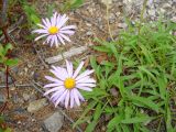 Aster serpentimontanus